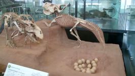 چگونگی تولیدمثل دایناسورها How Did Dinosaurs Reproduce