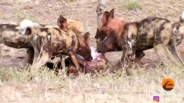 شکار آهو توسط سگهای وحشی آفریقایی