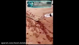 ویدیوی جذابی آب دادن به مار تشنه در کویر