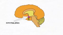 نحوه عملکرد هیپوتالاموس هیپوفیز