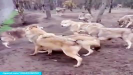 جنگ نبرد دیدنی بین گرگ های وحشی