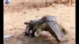 میمون شجاع بچه اش را ازچنگ تمساح نجات داد
