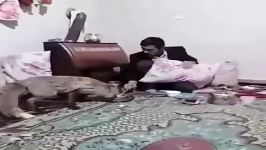 روباهی شدت سرما گرسنگی پناه به خانه مرد روستایی آوردهو شریک آبگوشتش گشته