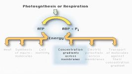 Biological Energy Intercon