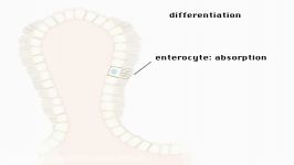 life cycle of a cell چرخه زندگی یک سلول