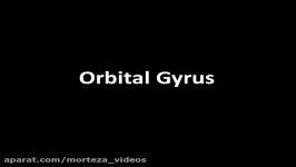 Orbital Gyrus