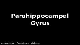 Parahippocampal Gyrus