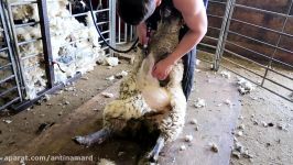 اپیلاسیون پشم چینی گوسفند بینوا به سرعت برق باد