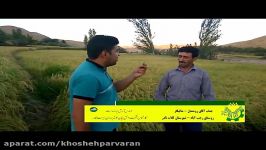 شالیکاری مزرعه آقای روشندل  کلات نادر