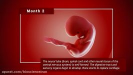 Fetal development month by month Stages of Baby Growth in the Womb