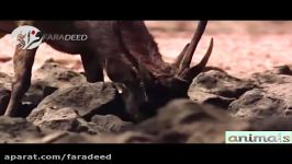 شکار بی رحمانه آهو توسط اژدهای کومودو