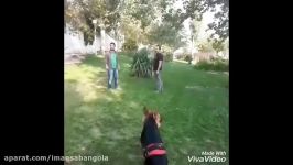 باهوش ترین سگ ایرانی باورنکردنی clever dog in an