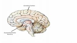 Suprachiasmatic Nucleus