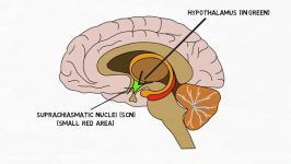 2 Minute Neuroscience Suprachiasmatic Nucleus