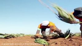 فوراور ایران  مزارع آلوئه ورای کمپانی فوراور لیوینگ