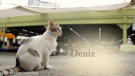 تریلر فیلم مستند Kedi