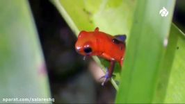 کوچکترین قورباغه جهان یامادری فداکاردرقلب جنگل کاستاریک