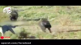 نجات غزال دست یوزپلنگ توسط بابون ها