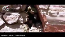 نجات موش بوسیله میمون بعد شکار توسط مار