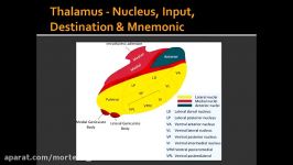 Thalamus  Nucleus Input Destination