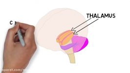 2 Minute Neuroscience The Thalamus