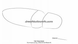 The Thalamus  Draw it to Know it  Neuroanatomy Tutorial