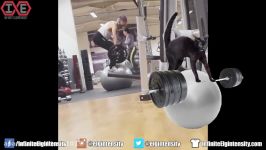 Gym Idiots  Bizarre Anderson Silva Workout a Near Death Overhead Press and Mo