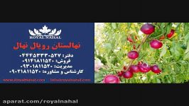 ارقام نهال شلیل 09141811520