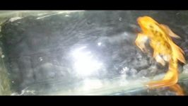 فروش ماهی کوی باله بلند شماره 31 aka bekko 20cm
