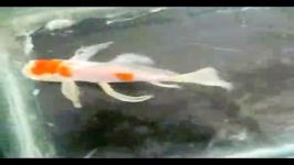 فروش ماهی کوی فلس درشت باله بلند ش22 gin rin kohaku 20cm