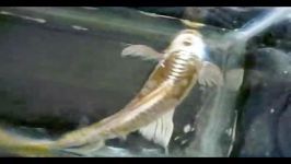 فروش ماهی کوی باله بلند فلس درشت چرم شماره پنجkumoniyu 30cm