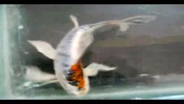 فروش ماهی کوی باله بلند فلس درشتshowa 25cm شماره چهار