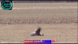 لحظات دیدنی شکار غاز توسط عقاب نبرد عقاب سگ