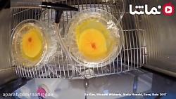 طریقه شکل گیری جنین در تخم مرغ