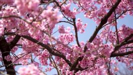 دانلود رایگان فوتیج شکوفه درختان مخصوص تدوین HD