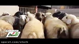 طرح پرواربندی گوسفند