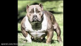 20 Biggest Dog In The World بزرگترین سگهای دنیا