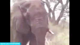 جنگ نبرد دیدنی بین شیرها فیل شکار شدن فیل
