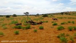 نبرد گراز سگهای وحشی آفریقایی