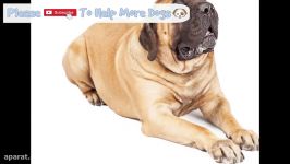 Relaxing Music for Dogs to calm from Fireworks loud noises  includes desensitising sound effects