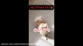 فروش پامرانین، یورک شایر ....