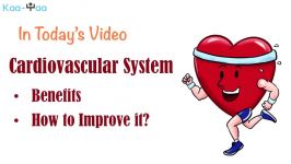 3 What is Cardiovascular Fitness and How to Develop a Healthy Cardiovascular System