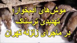 موش  های آدم خوار؛ تهدیدی ترسناک در ماجرای زلزله احتمالی تهران