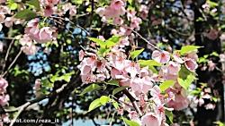 شکوفه های گیلاس Zen Garden + موسیقی آرامش بخش  2 ساعت