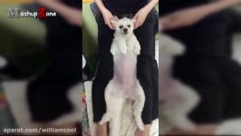 Funny Videos Of Funny Animals  Try Not To Laugh Challenge 2016
