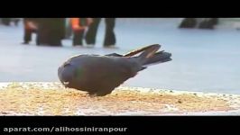 کبوتر سیاه  حرم حضرت معصومه قم  Lady Fatimah Al Masoumah Shrine