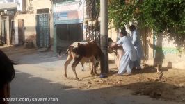 کشته شدن مرد هندی توسط گاو خشمگین برای فرار ذبح