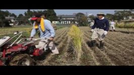 Harvesting Rice in Japan Japanese Famers and City Folk