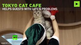 Feline therapy Tokyo cat cafe helps guests with life’s problems