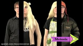 Meiosis Where the Sex Starts  Crash Course Biology #13